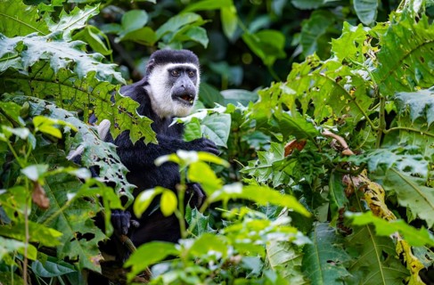 West African guereza or mantelaffe (Colobus guereza occidentalis) eating leaves, Bigodi, Western