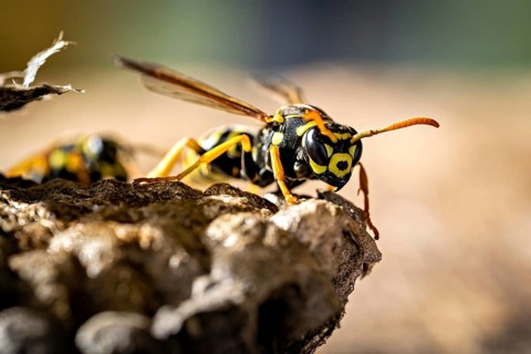 A close-up frontal view of a wasp with distinct yellow and black stripes and antennae, field wasps
