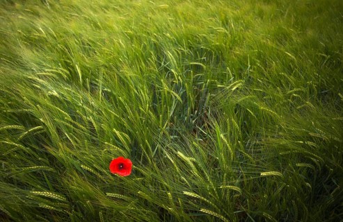Corn poppy (Papaver rhoeas) in a barley field, agricultural landscape, Fellbach, Baden-Württemberg,