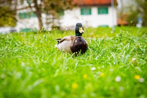 Duck on a lush meadow in spring surrounded by thick grasses, buildings in the background, Isny,