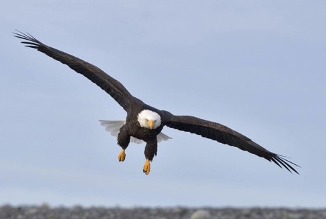 Bald Eagle (Haliaeetus leucocephalus), Alaska, USA