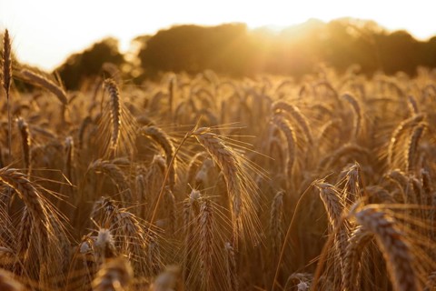 Triticale, corn, sunset, North Rhine-Westphalia, Germany, The grain ears glow in the orange light
