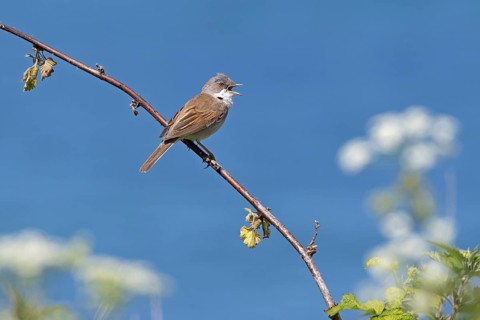 Bird, Rattling Warbler (Curruca curruca), Baltic Sea, Altbülk, Strande, Schleswig-Holstein, Germany