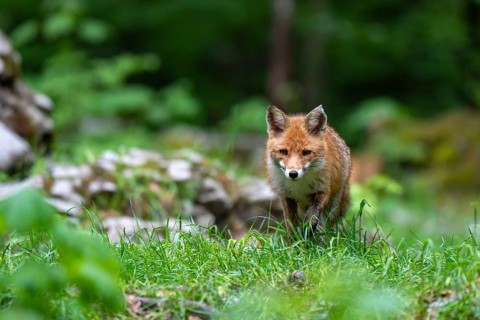 Red fox (Vulpes vulpes) in the forest, Notranjska region, Slovenia
