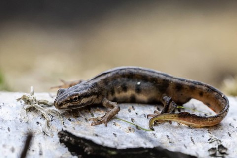 Pond newt (Lissotriton vulgaris), Emsland, Lower Saxony, Germany