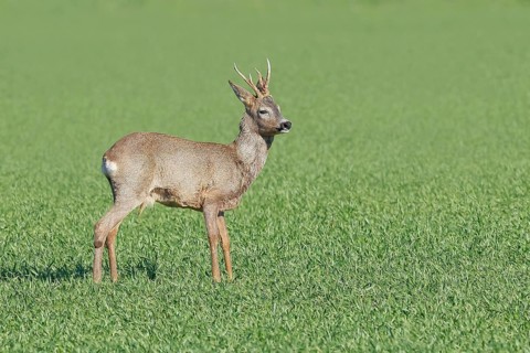 European roe deer (Capreolus capreolus), roebuck standing in winter coat on grain field, wildlife,