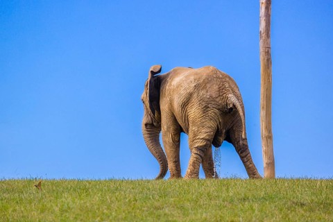An adult female African elephant (Loxodonta africana) stands in a meadow, urinating