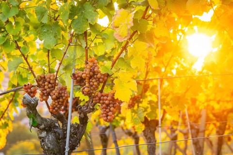 Goldener Wagen is a vineyard immediately north of Hoflößnitz, in the Oberlößnitz district of the