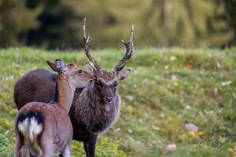 Deep affection. A Japanese sika deer (Cervus nippon nippon) doe cuddles intensely with a stag