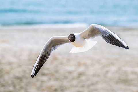 Black-headed Gull, Chroicocephalus ridibundus, bird in flight, England, United Kingdom