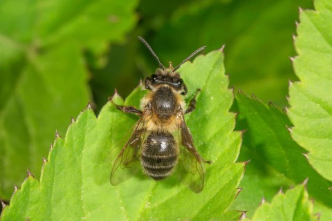 A spring silk bee (Colletes cunicularius) on a green leaf in close-up, Baden-Württemberg, Germany