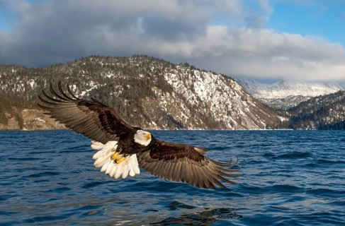 Bald Eagle (Haliaeetus leucocephalus) hunting, Alaska, USA
