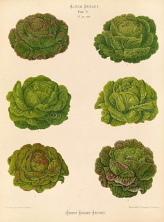 Vegetables, various salads, after Ernst Samuel Benary (10 November 1819, 19 February 1893), Hessian