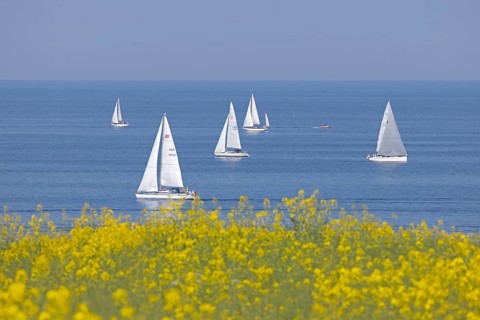 Sailing boats, rapeseed field, Baltic Sea, Altbülk, beaches, Schleswig-Holstein, Germany