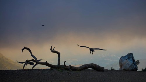 Vultures flying and perched on a dead tree at dusk, a mystical atmosphere, griffon vultures (Gyps