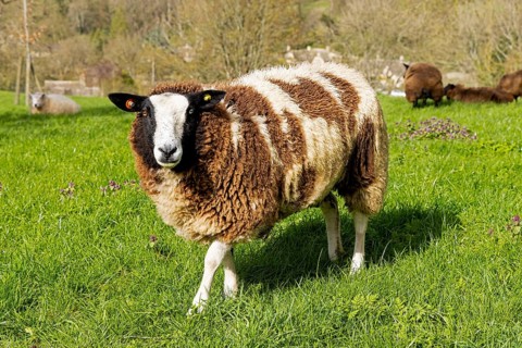 White-brown sheep, Bibury, The Cotswolds, England, Great Britain
