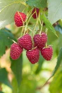 Raspberry (Rubus idaeus 'Sanibelle'), Cambridge Botanical Garden, Germany