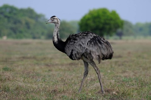Greater Rhea (Rhea americana), Pantanal, Brazil