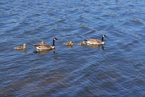 Canada geese (Branta canadensis) with goslings swimming in the Kiel Canal, Rendsburg,
