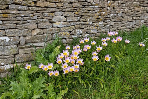 Stone wall, flowers, rock tulips, (Tulipa saxatilis), Bibury, The Cotswolds, England, Great Britain