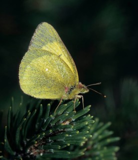 Colias palaeno, high moor yellow, moorland clouded yellow, pale arctic clouded yellow, lemon yellow