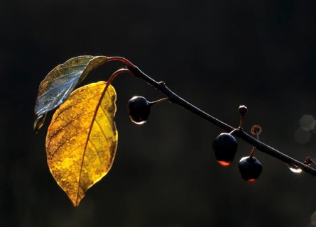 Buckthorn, Frangula Alnus, Buckthorn, Rhamnaceae, Alder Buckthorn, Autumn, Breaking Buckthorn,
