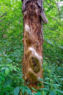 Forest and dead wood in the Kellerwald-Edersee National Park in northern Hesse. Kleinern, Hesse,
