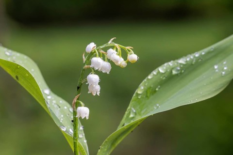 Lily of the valley (Convallaria majalis), Germany