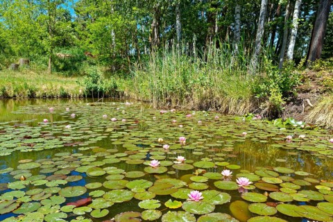 Water lilies on a pond in the Spreewald near Byhleguhre-Byhlen, UNESCO Spreewald Biosphere Reserve.