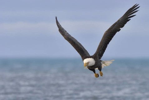 Bald Eagle (Haliaeetus leucocephalus), Alaska, USA