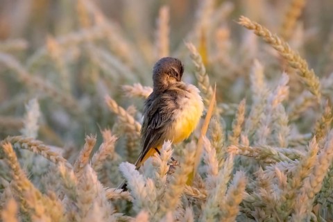 A sheeptail sits in a wheat field near Frankfurt am Main, Frankfurt am Main, Hesse, Germany