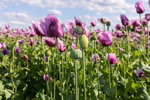 Field with blue poppy (Papaver somniferum) in bloom, Penig, Saxony, Germany