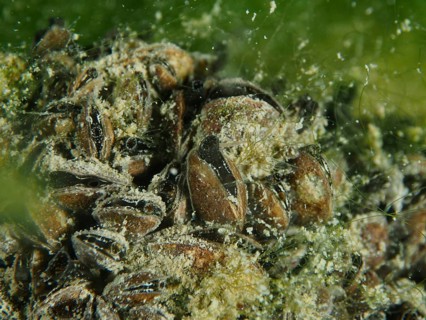 Close-up of quagga mussels (Dreissena rostriformis bugensis), invasive species, in a sandy,