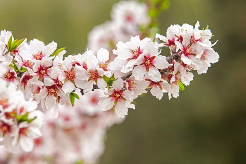 February and march are the key months for the flowering of peach and almond, an explosion of colors