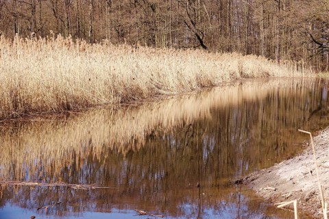 Reeds in the Upper Lusatian heath and pond landscape, Saxony, Germany