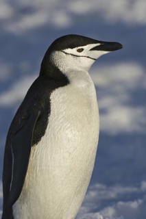 Chinstrap Penguin (Pygoscelis antarcticus), Antarctica
