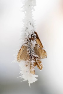 Ice crystals from roarfrost on Amur maple (Acer tataricum subsp. ginnala) seeds at sunshine in