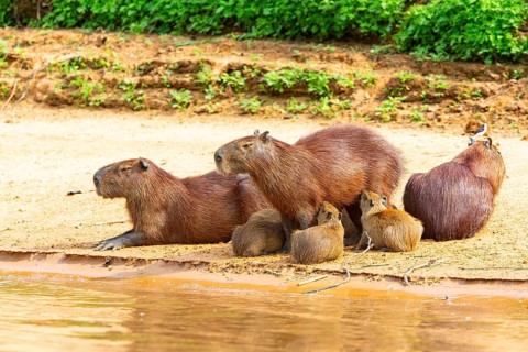 Capybara (Hydrochaeris hydrochaeris) Pantanal Brazil