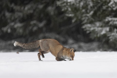 Red fox in the snow, Steinborn, Rhineland-Palatinate, Germany