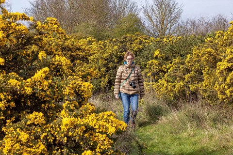 Ginster, woman, walker, The Naze Nature Reserve, Walton-on-the-Naze, England, Great Britain