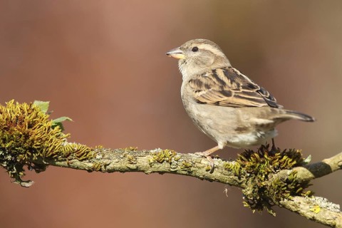 House Sparrow (Passer domesticus) female, Allgäu, Bavaria, Germany, Allgäu, Bavaria, Germany