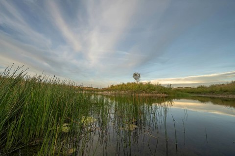 Pond, a favorable habitat for dragonflies. There are trees on a hill. The sky is blue and clouds