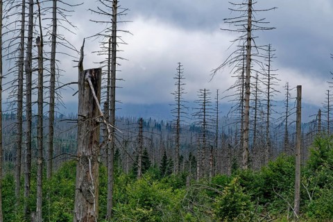 Dead trees, dead wood, and regenerating forest in the morning haze in the countryside in the Harz