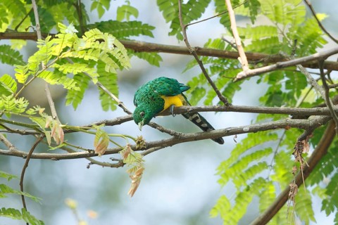 African Emerald Cuckoo (Chrysococcyx cupreus), Uganda