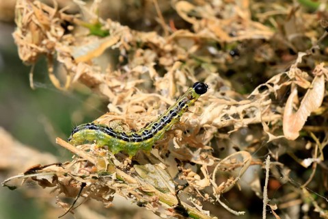 Box tree moth (Cydalima perspectalis), caterpillar, feeding on boxwood, clear feeding, Ellerstadt,