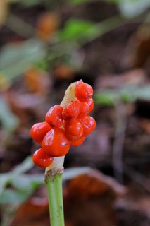 Common arum (Arum maculatum), fruit stand with red fruits in a beech forest, Wilnsdorf, North