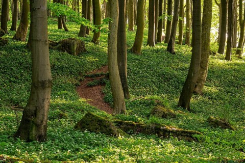 Winding forest path through an idyllic beech forest in spring with lush green wild garlic on the