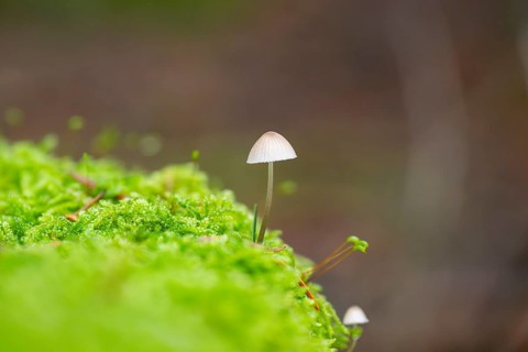 Milky mycena (Mycena galopus) mushroom in a forest in autumn, Bavaria, Germany