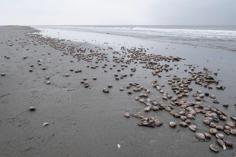 Large pepper mussels (Scrobicularia plana) on the beach, Langeoog, Lower Saxony, Germany