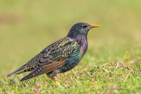 Starlings (Sturnus vulgaris), adult garden bird, foraging in a meadow, nature reserve on the Rhine,